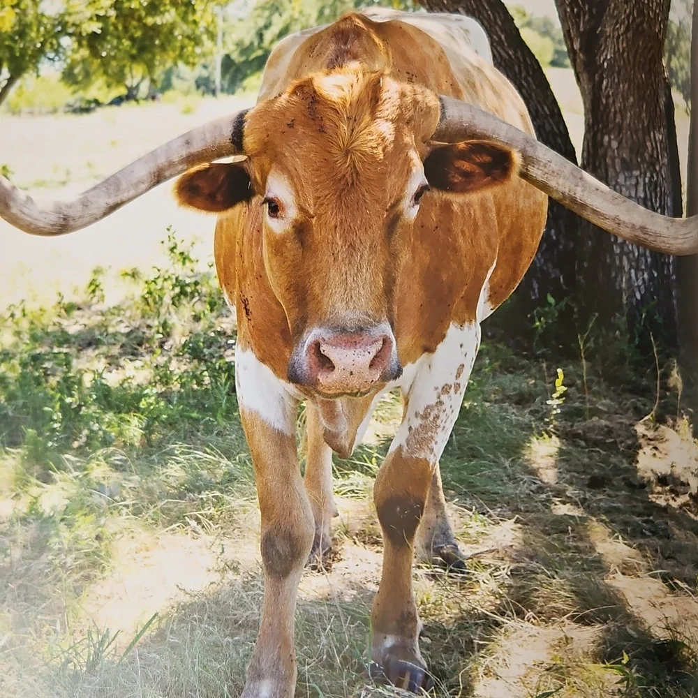 Authentic Texan Recipes Cookbook by Jessica Dupuy